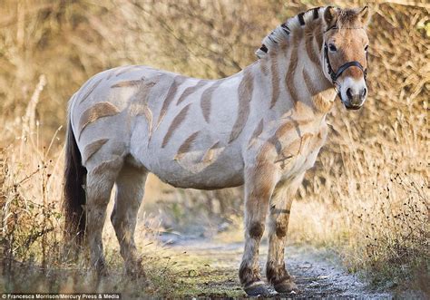 shaved zebra